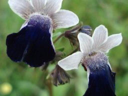 Nemesia barbata flowers